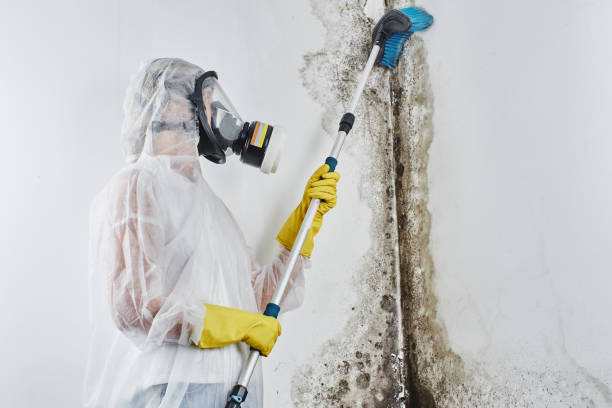 Best Mold Damage Repair  in Yarmouth Port, MA