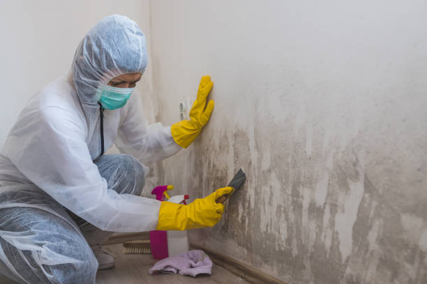 Best Local Mold Removal Service  in Yarmouth Port, MA