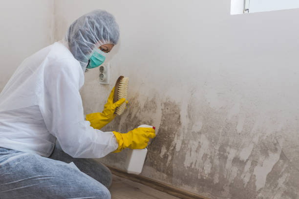 Mold Removal and Inspection in Yarmouth Port, MA