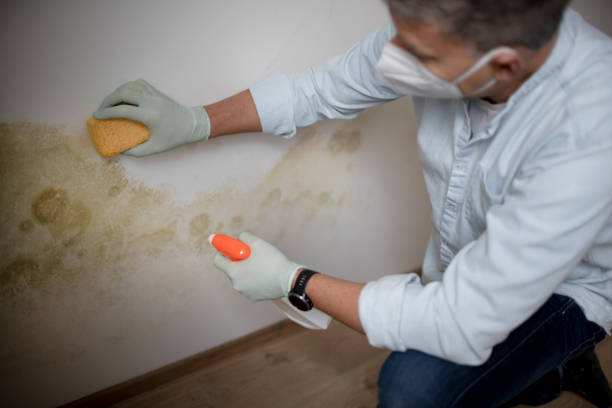 Best Mold Removal Company Near Me  in Yarmouth Port, MA