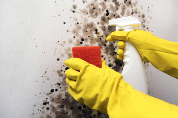 Best Mold Remediation  in Yarmouth Port, MA