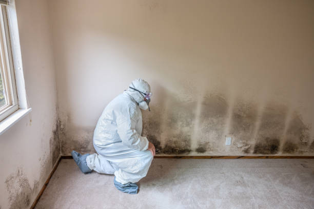 Yarmouth Port, MA Mold Removal Company