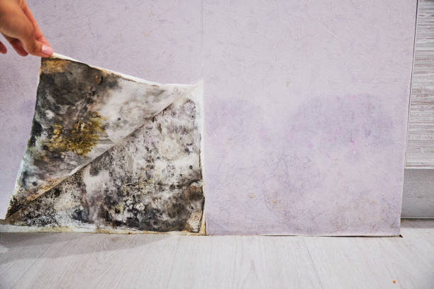 Best Fast Mold Removal  in Yarmouth Port, MA